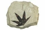Beautiful Fossil Sycamore (Macginitiea) Leaf - Utah #240453-1